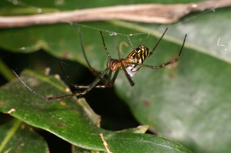 Leucage_granulata_D7699_Z_90_The Gap_Australie.jpg